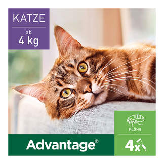 Advantage 80 mg Katze + Zierkaninchen
