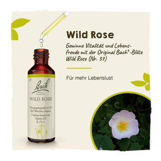 Grafik Bachblüte Wild Rose Tropfen
