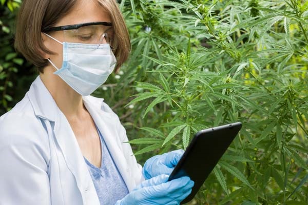 Wissenschaftlerin untersucht medizinisches Cannabis.