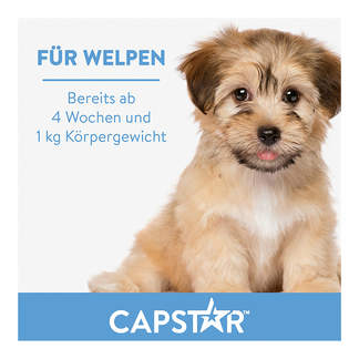 Capstar 11,4 mg Tabletten für Katzen/kleine Hunde