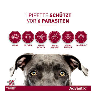 Advantix Spot-on Lösung Infografik schützt vor 6 Parasiten