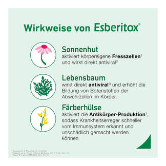 Grafik Esberitox Tabletten Wirkweise