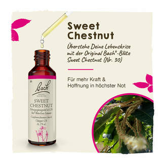 Grafik Bachblüte Sweet Chestnut Tropfen