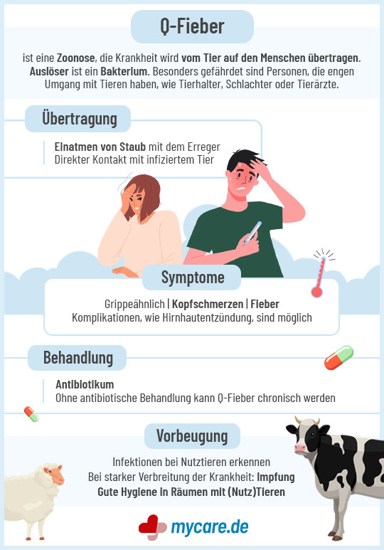 Infografik Q-Fieber: Übertragung, Symptome, Behandlung