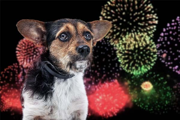 Kleiner Hund mit Silvesterfeuerwerk im Hintergrund