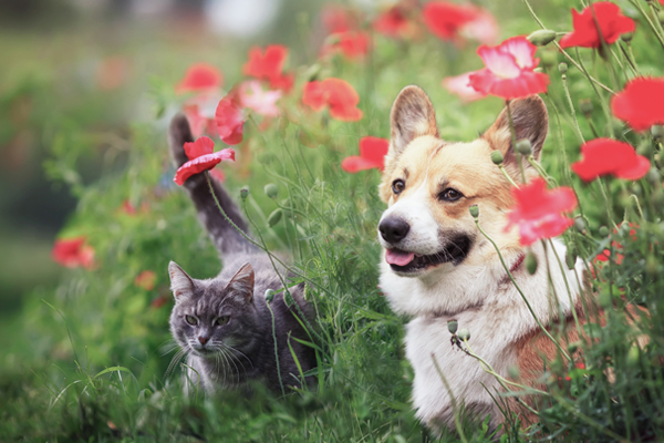 Ein Hund und eine Katze sitzen in einem Blumenbeet.78