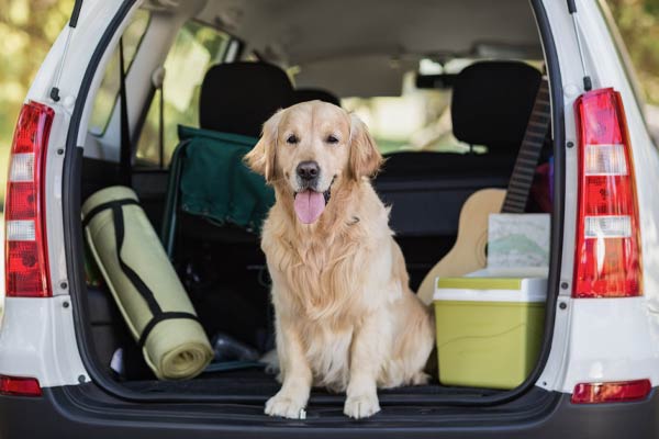 Hund sitzt im Kofferraum eines Autos mit Reisegepäck