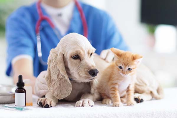 Hund und Katze beim Tierarzt
