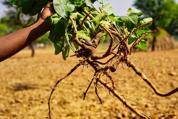 Eine Person hält einen Ashwagandhastrauch in der Hand. Eine Person hält einen Ashwagandhastrauch in der Hand.