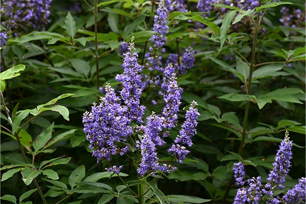 Blühende Mönchspfeffer-Pflanze (Vitex agnus-castus) mit violetten Blütenständen als natürliche Unterstützung für den Hormonhaushalt. Blühende Mönchspfeffer-Pflanze (Vitex agnus-castus) mit violetten Blütenständen als natürliche Unterstützung für den Hormonhaushalt.