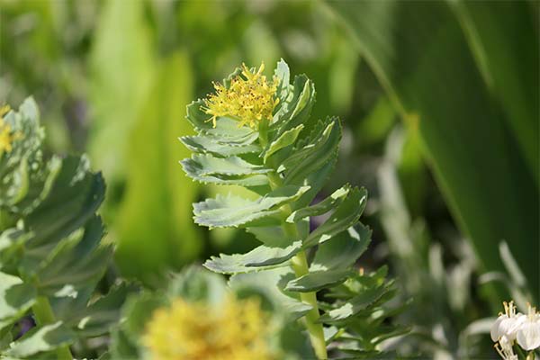 Grüne Rosenwurz-Pflanze mit kleinen gelben Blüten im Sonnenschein. Grüne Rosenwurz-Pflanze mit kleinen gelben Blüten im Sonnenschein.